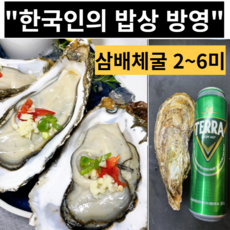 삼배체굴 삼베체굴 하프쉘 개체굴 TV방영, 삼배체개체굴1kg 2~6미, 1개