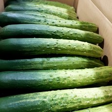 취청오이백오이