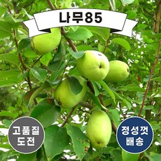 (나무85) 대실모과 나무 묘목, 대실모과 R4, 1개