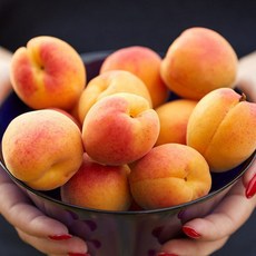 달님식품 산지직송 살구 apricot