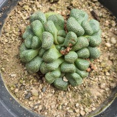 a9150d8a5ac46a06c987193d1d158b6aa197d2fbc6c91f459c45f3b3fdff.jpg