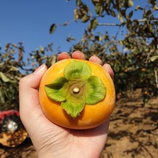 진영단감 폴리페놀단감 5kg 24-26과 산지직송