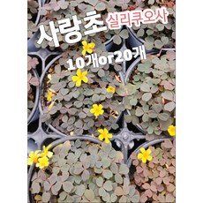 실리쿠오사