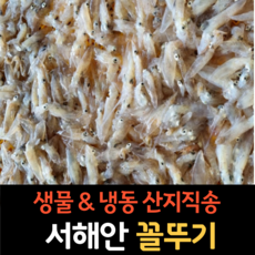 싱싱한 서해안 제철 생물 꼴뚜기 1kg, 냉동 꼴뚜기 500g (2팩)