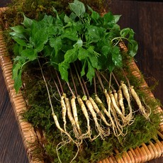 [산지직송] 영동 새싹삼 30뿌리 (소/중/대) 잎 줄기 뿌리를 모두 먹는 건강한 어린 인삼, 소 (14cm 내외) - 30뿌리, 1개