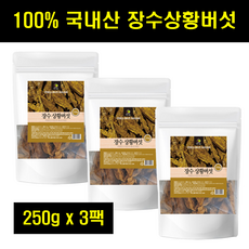 캄보디아상황버섯