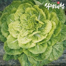 식탐대첩 국내산 남도 봄동(납작배추) 1kg(특품), 1개