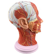 인체 모형 두골대 근육 신경 혈관 미용 안면신경 성형 의학 해부, 단품개