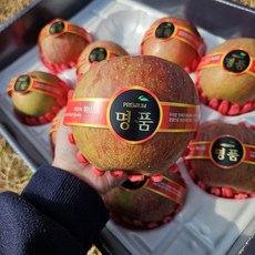 장수사과선물세트 사과선물세트 명절사과선물세트 5KG 1박스, 29일~31일, 장수사과선물세트 특대과10과미만