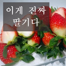 겨울딸기 인기 순위