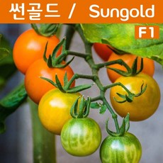선골드 방울토마토 SunGold 달콤한 희귀토마토 교육체험용 세트
