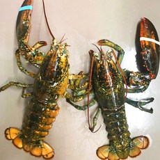 캐나다 활 랍스터 미디엄점보 랍스터테일 자숙랍스터 버터구이, 1개, 활 랍스터 1.8~2kg