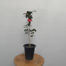 0013b8d458aa9b2373f883da470cd8387a1e608ad67b062ab5d98e09985f.jpg
