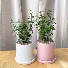 [1+1 SET] 체리향 허브 공기정화식물 키우기쉬운 반려식물 체리세이지 도자기화분, 도자기 핑크, [1+1SET]도자기 화이트+화분받침, 화분받침없음