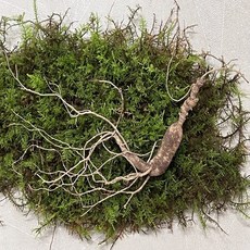 20년산삼가격