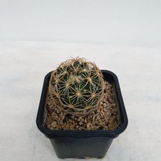 옥사