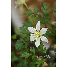 9월의꽃꽂이꽃종류