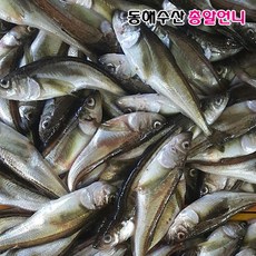 [총알언니] 알이 꽉 찬 제철 별미 생 도루묵 30마리, 1개