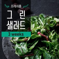 [프레쉬홈] 그린 샐러드 3주 100g x 12팩 (유러피안), 상세 설명 참조