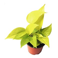 형광스킨답서스