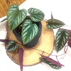 시서스디스칼라 Cissus discolor 넝쿨식물