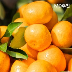 제주 고당도 프리미엄 감귤 1개 10kg (혼합) 상품 이미지