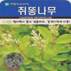 AR 쥐똥나무 소포장 씨앗 300립, 1개 - 쥐똥금