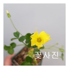 콩플라워 카노사 목사랑초 랜덤발송160