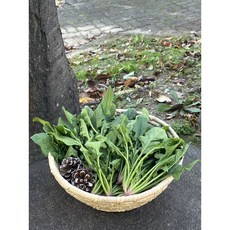 산지 남해 겨울 노지 시금치, 2kg, 1개