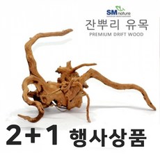 SM 프리미엄 잔뿌리 유목 [소] [2 + 1 / 3개], 3개