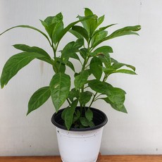 야래향