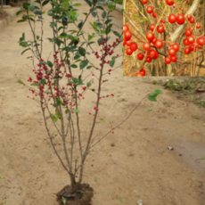 (D소망)낙상홍나무묘목(키100센치) 2그루, 2개