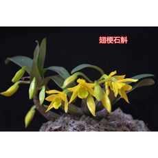 beili 베 어 리 석곡 황금색 꽃 진 한 향기 형 감상 분재 이 재 활 기생 난 조 랭 콜 녹 식 대 림 (8 - 10) 묘족 삼나무 널 빤 지 는 흙 을 묻 않 고 잘 심 져 있다.
