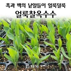 [모종심는아빠] 흑과 백의 낱알들이 얼룩덜룩 얼룩찰옥수수