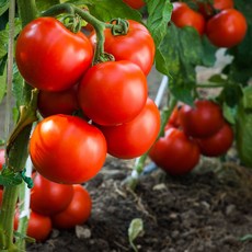 스위프리샤인마토