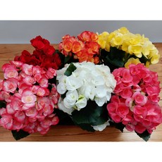 추천7베고니아키우기