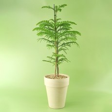 아라우카리아대형