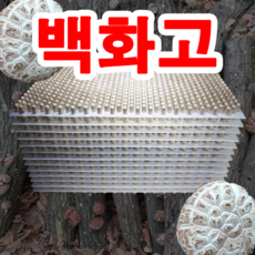 추천2 표고버섯종균