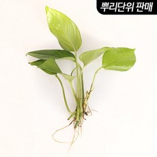 [미미네아쿠아] 스킨답서스 3촉 - (베타수초 원예수초), 단일속성