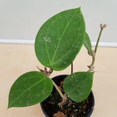 호야파라디시카