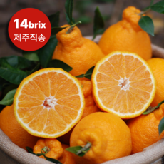 14brix 당도선별 제주 한라봉 산지직송, 1개, 가정용 2kg