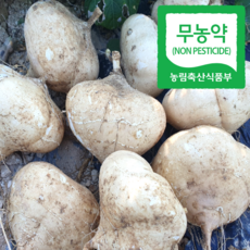 멕시코 감자 히카마 감자 얌빈 산지직송, 1개, 5kg(중품)