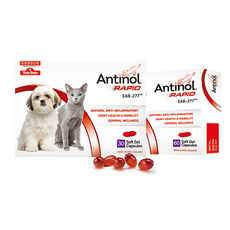 바이오라인 안티놀 래피드 천연 관절영양제 30캡슐/60캡슐, 30캡슐