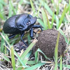 쇠똥구리 딱정벌레 소똥구리 말똥구리 모형 6.5cm 곤충 모형 장식 자석 시리즈 가짜 벌레 연출 인조 해충 교구 교육