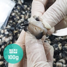 칼집 넣어 더 쫄깃한 오동통 벌집우렁이살 500g 국내산, 1.벌집우렁이살100g 5팩, 5개
