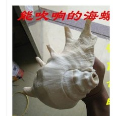 블루가재