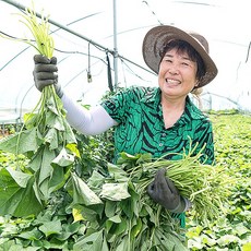 적고구마순