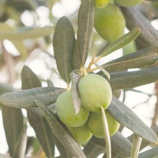 엑스트라퓨리파이드밍크오일