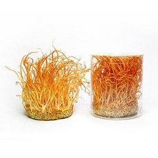 [성재모동충하초] 생초 5통(80g x 5), 5개