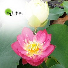 43940889cc594eead543ee1497fb1bec894dba6c9e910fdaa630b2da35cf.jpg